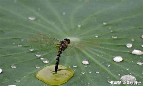 蜻蜓點水原因|蜻蜓点水的原因是什么（附蜻蜓科普）